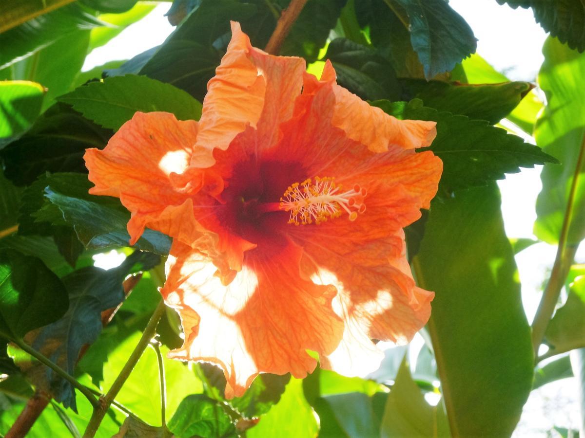 Solazul Bed and Breakfast Las Galeras Εξωτερικό φωτογραφία