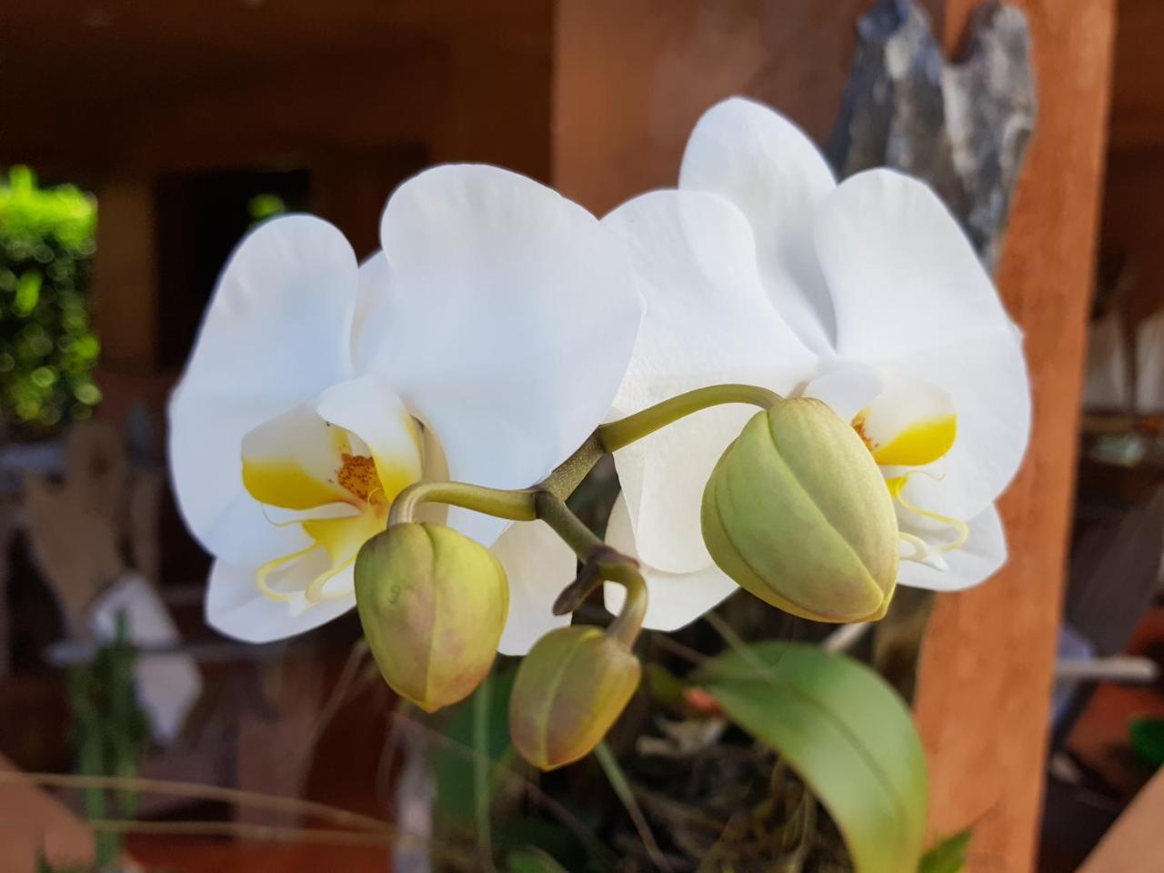 Solazul Bed and Breakfast Las Galeras Εξωτερικό φωτογραφία